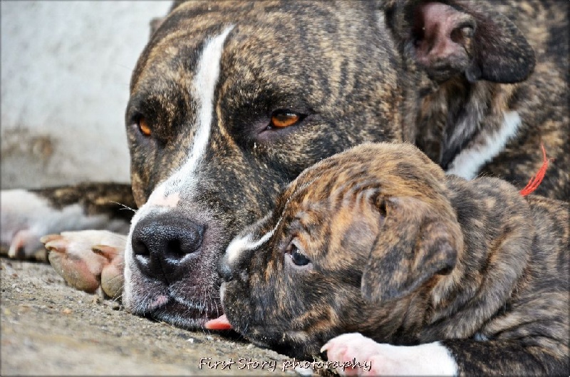 of First Story - American Staffordshire Terrier - Portée née le 17/08/2014