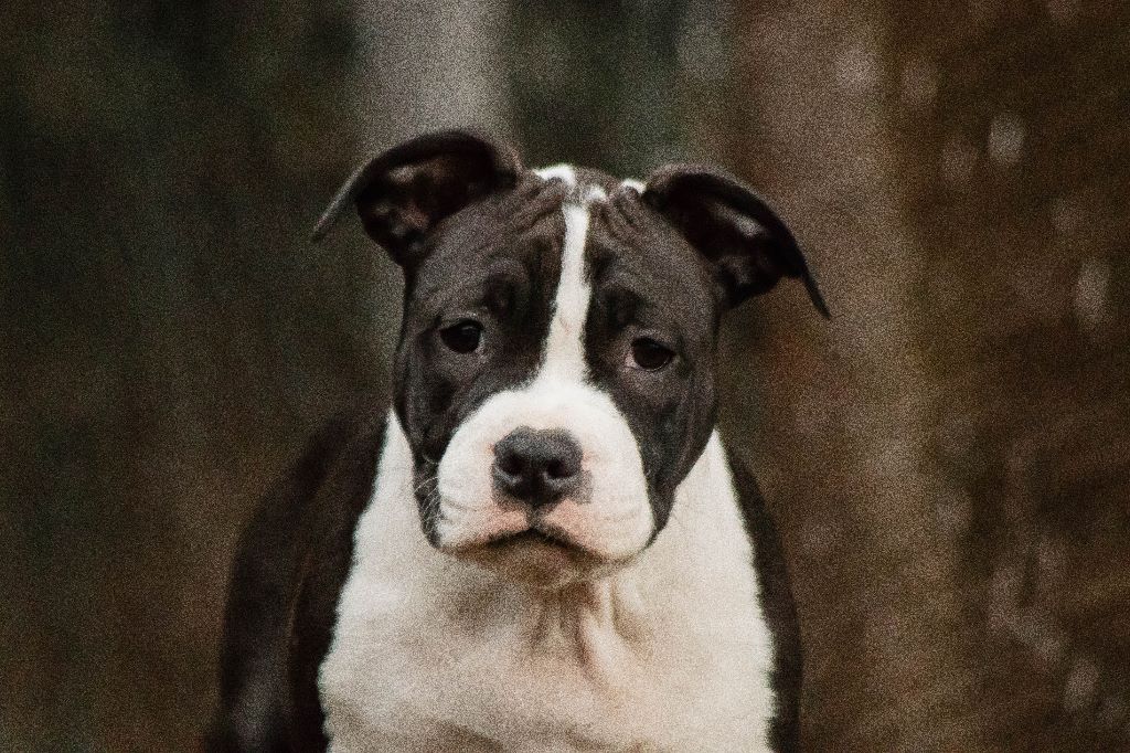 Chiot American Staffordshire Terrier of First Story